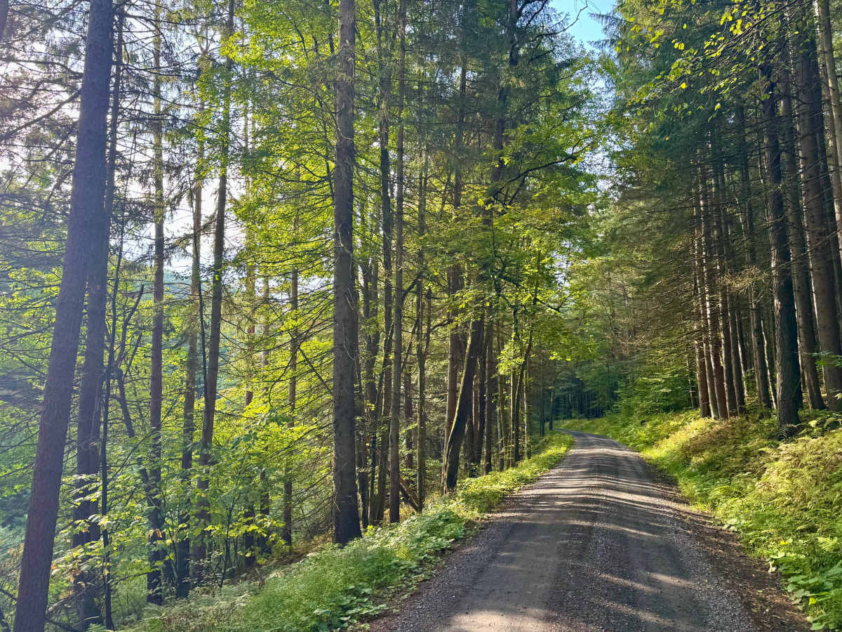 Sandy Run Road photo 5