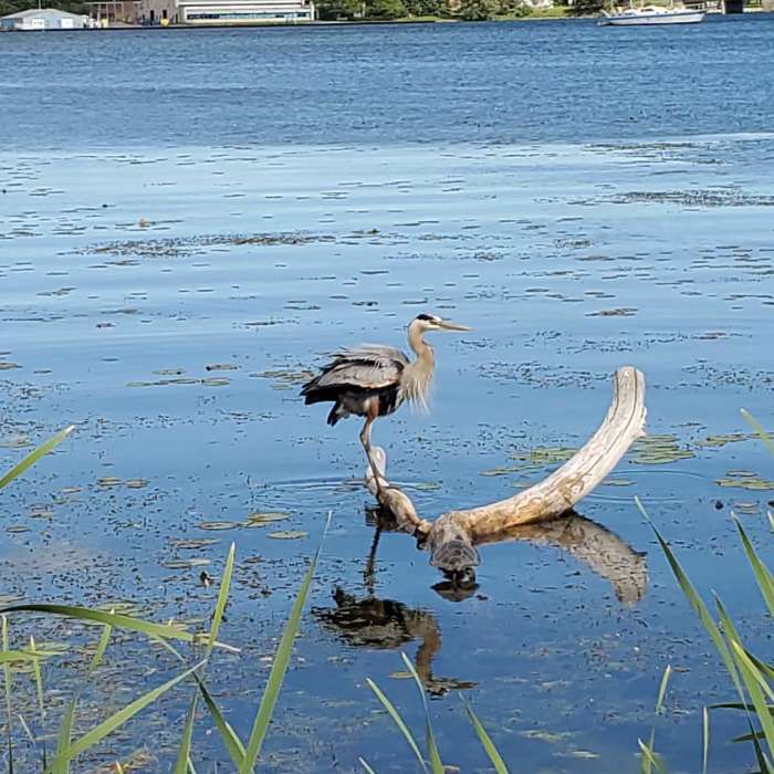 Heron in the Inner Harbour Near Inner Harbour There-And-Back