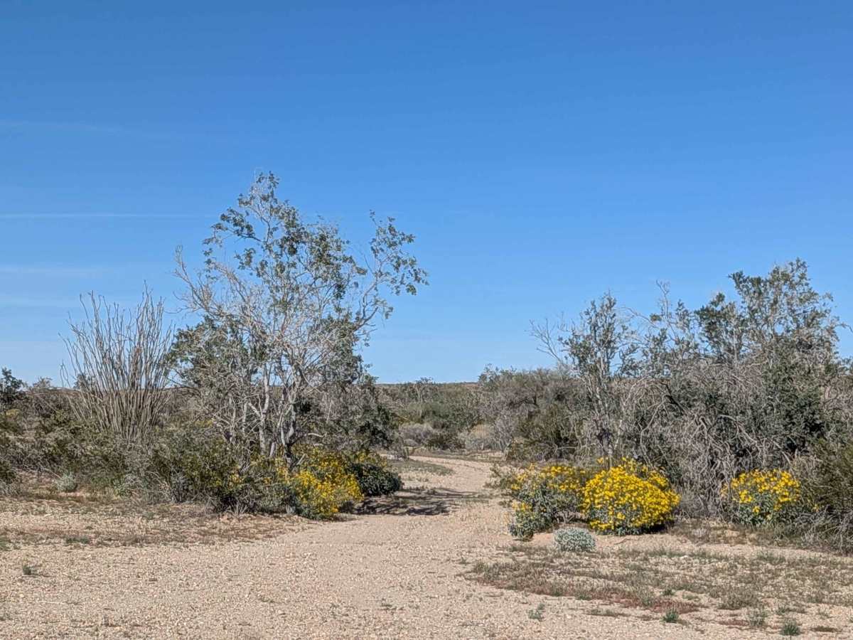 BLM 935 photo 4