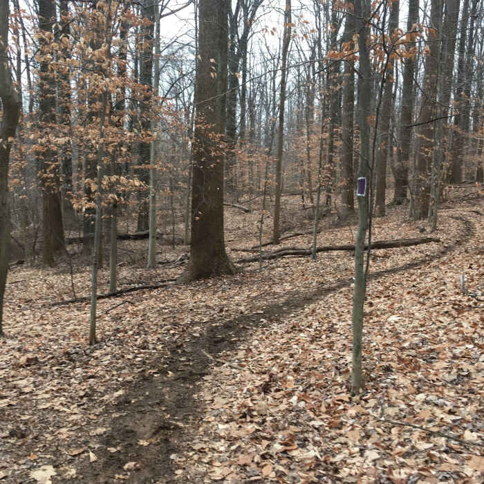 Near Belmont Trail