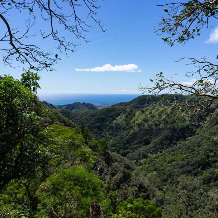 Near Wiliwilinui Trail