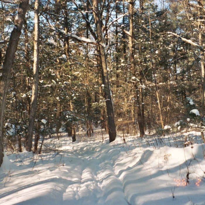 Near Yellow - Sugarbush Loop