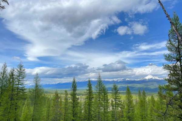 Archibald Loop