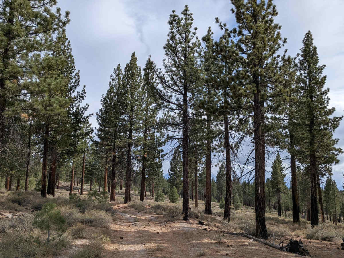 FS 1S134 trail photo