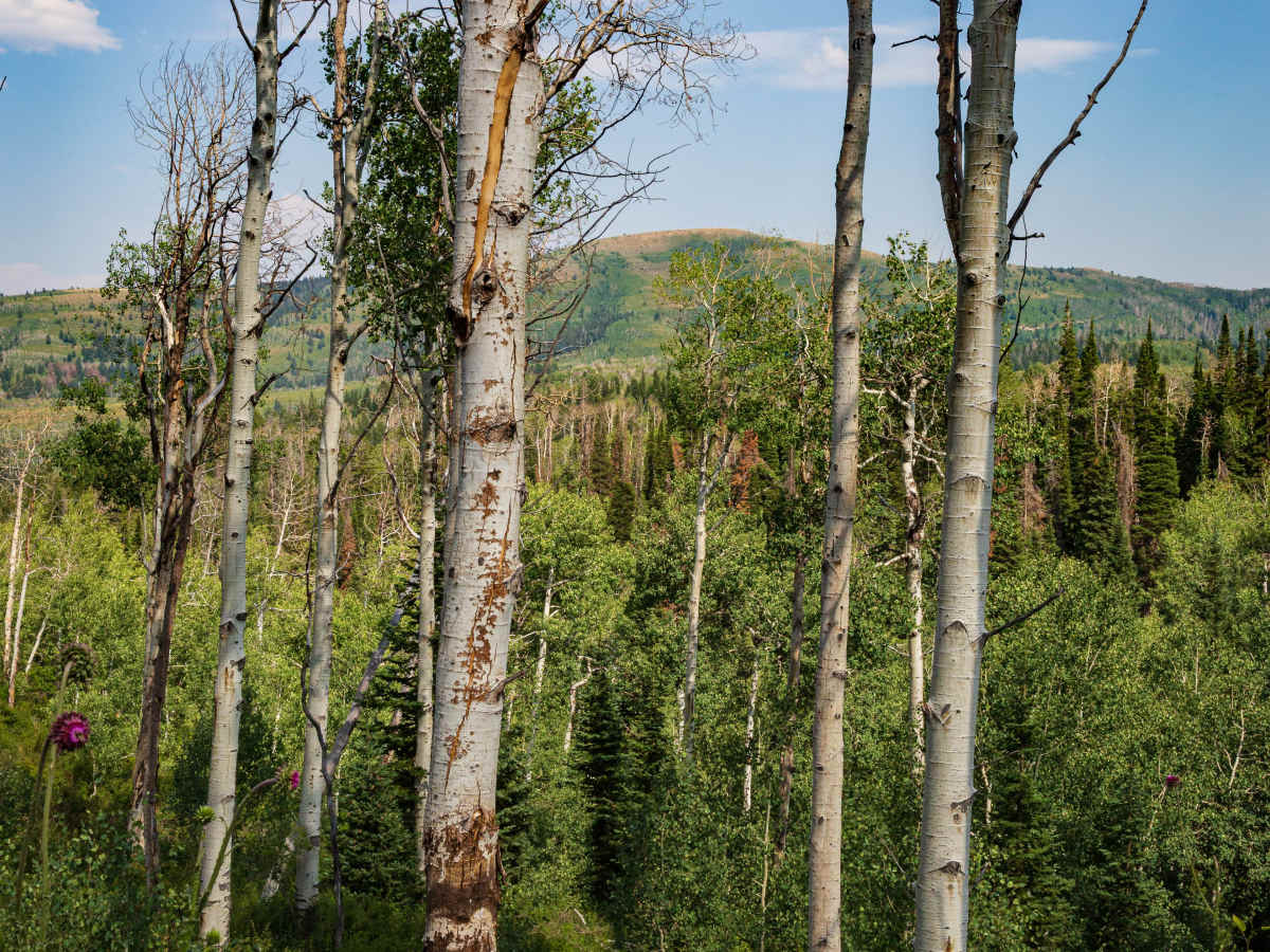 Indian Springs  - FS 70501 photo 3