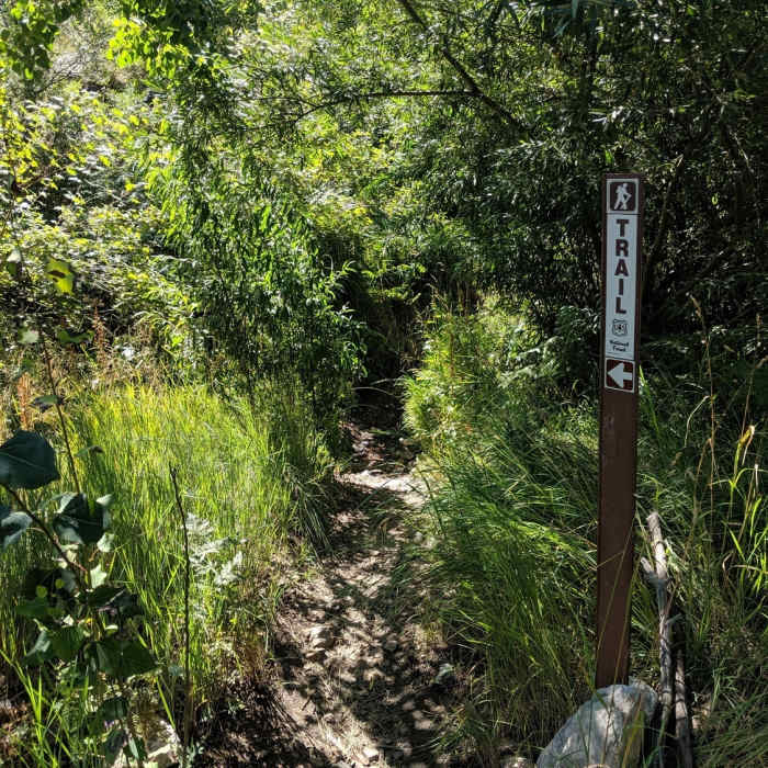 Near Mint Springs Trail #20
