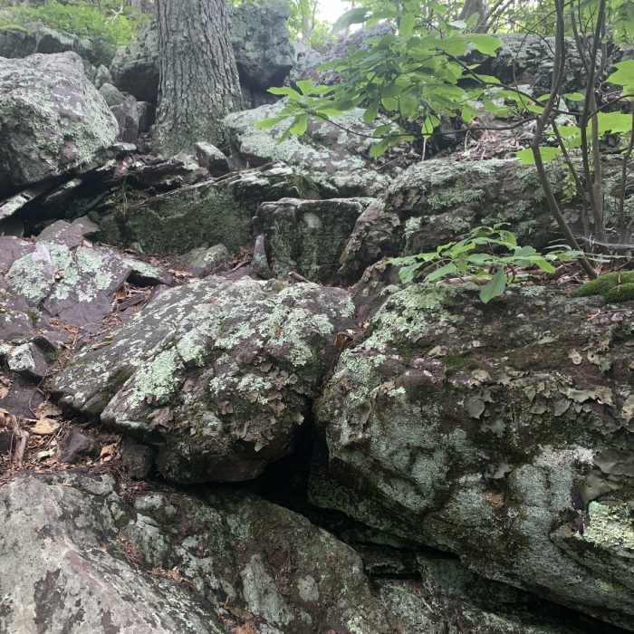 Near Terrace Pond South Trail