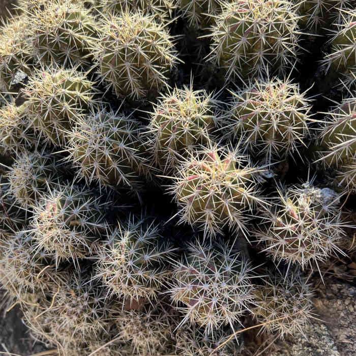 Near Arizona Trail Passage 12: Oracle Ridge