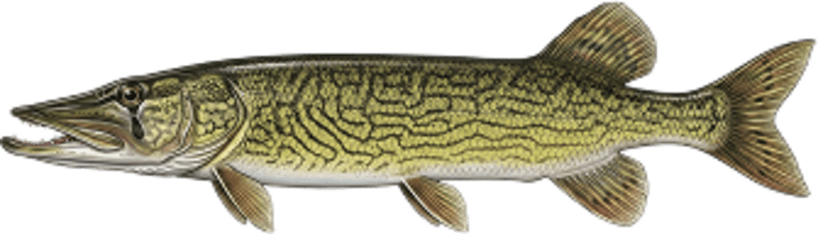 Chain pickerel