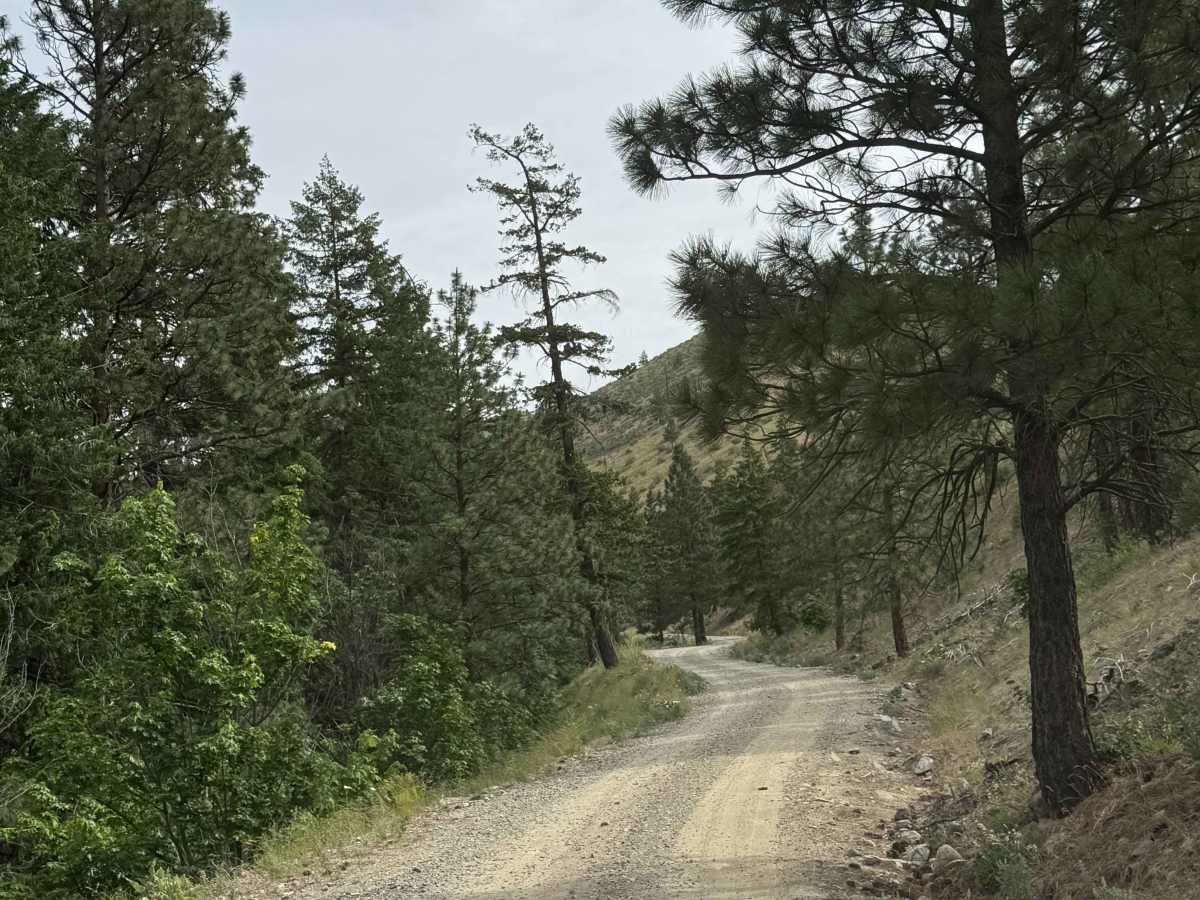 Joe Creek Road - FS 8210 photo 2