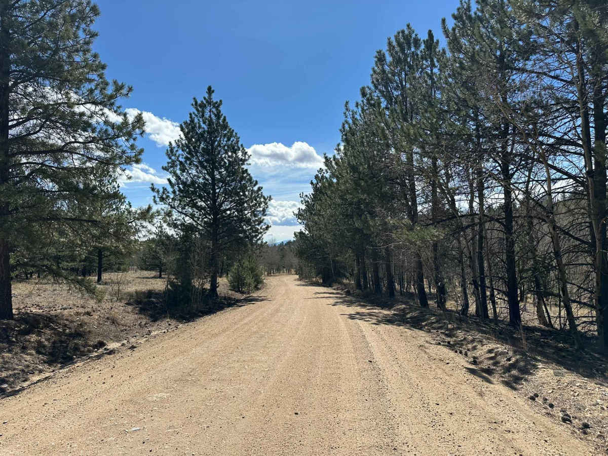 Webber Park Road trail photo