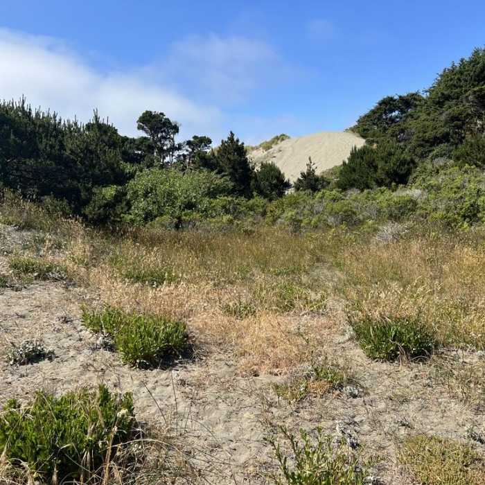 Near Ma-Le'l Dunes Trail