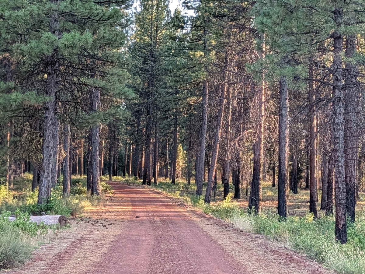 Porcupine Butte South - FS 41N36 trail photo