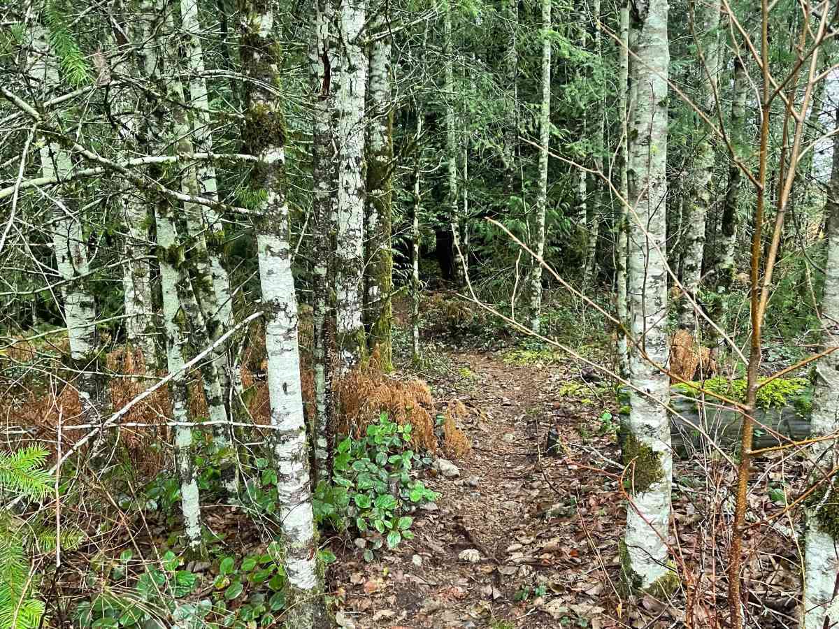 Dark Woods photo 4