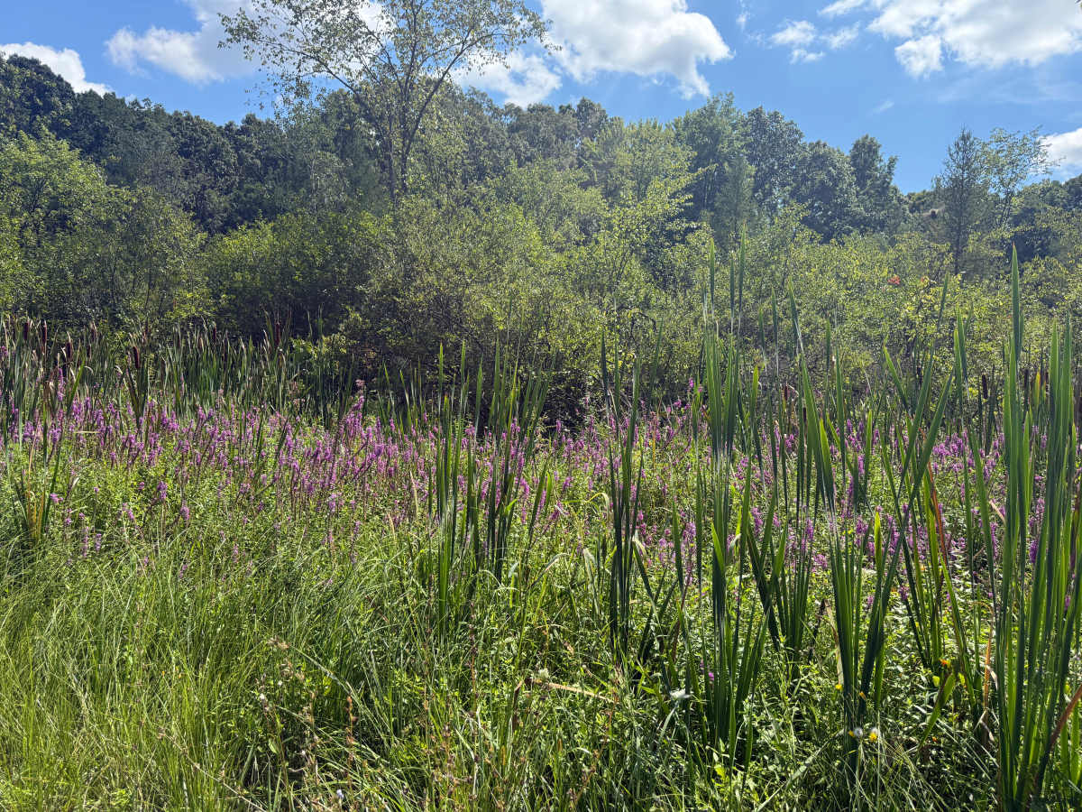 Glenn West Trail photo 6
