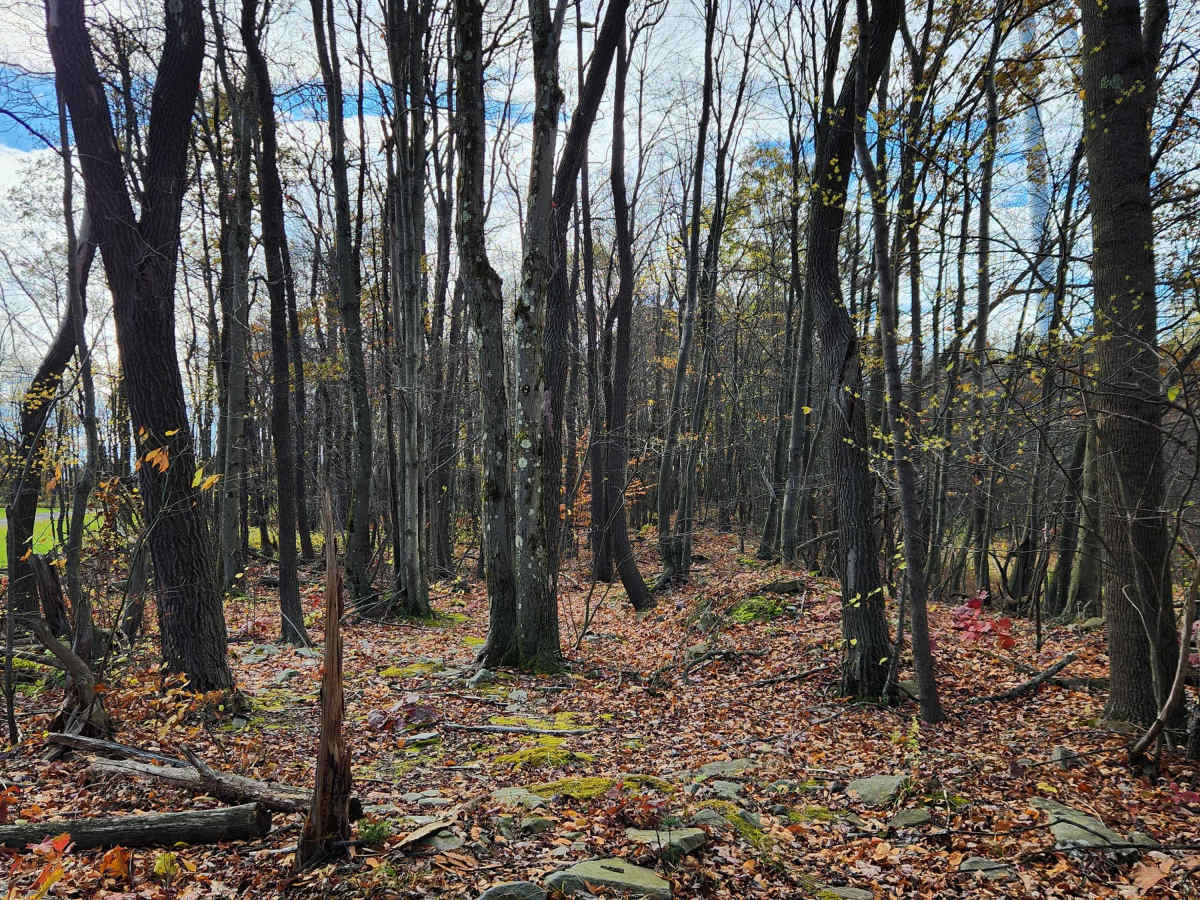 OHV 9 - Rock Run Recreation Area trail photo