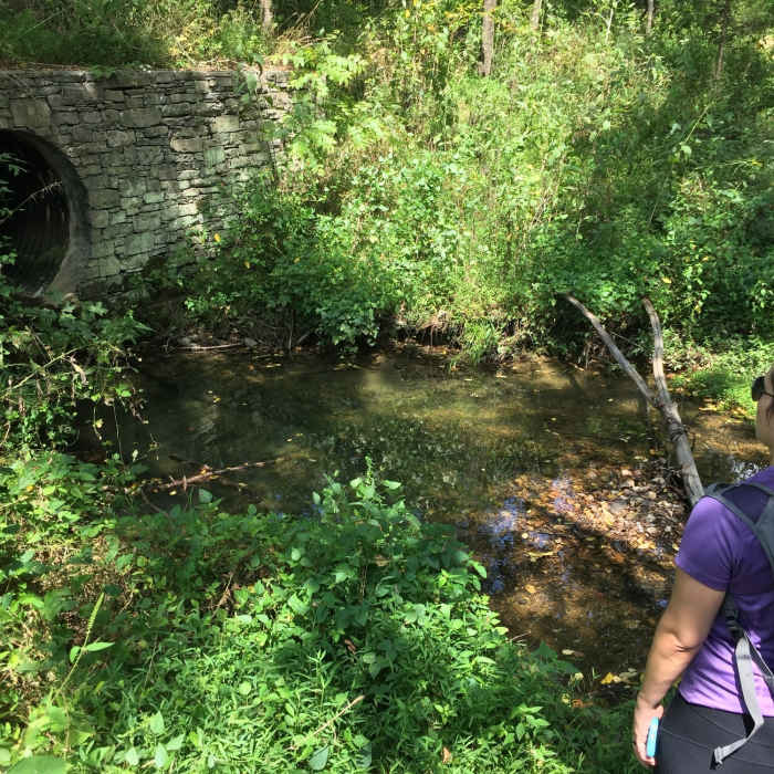 Checking out the fish just north of Burns Branch. Near War of 1812 Memorial to Tennessee Divide