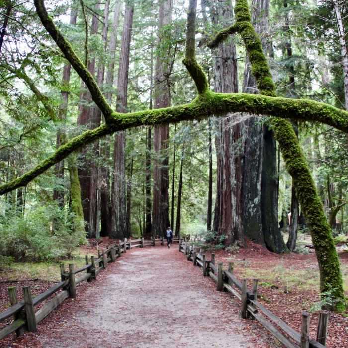 Near Redwood Loop Trail