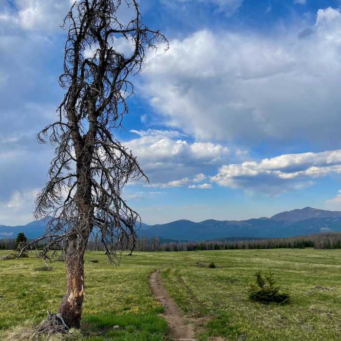 Near Colorado Trail Segment 16