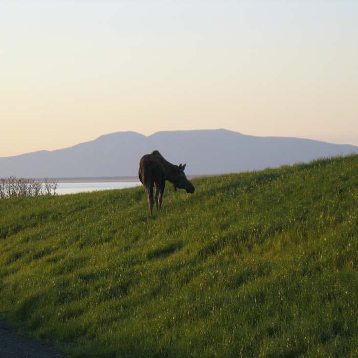 Near Tony Knowles Coastal Trail