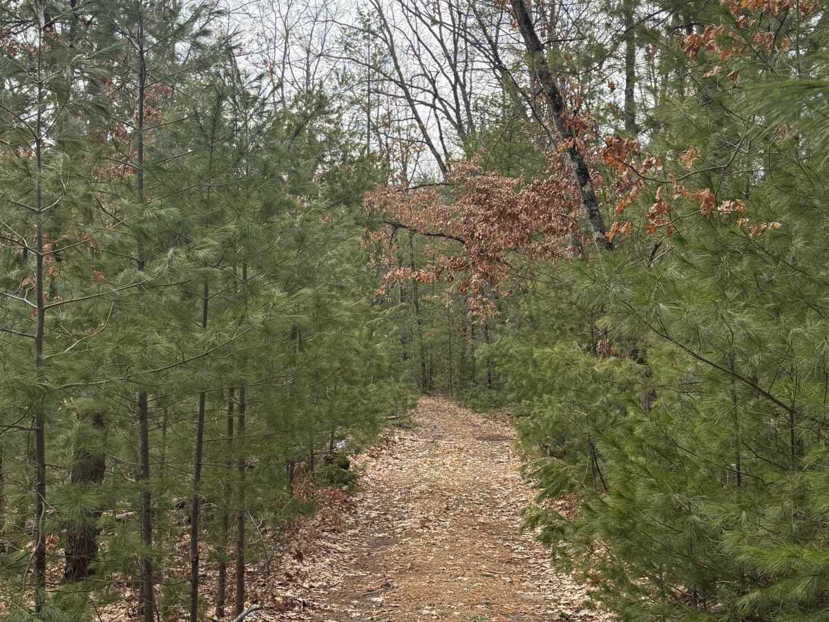 FS 8198 trail photo
