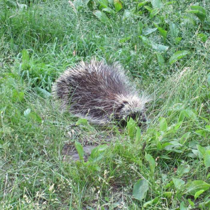 Near Old Logger's Path (OLP)