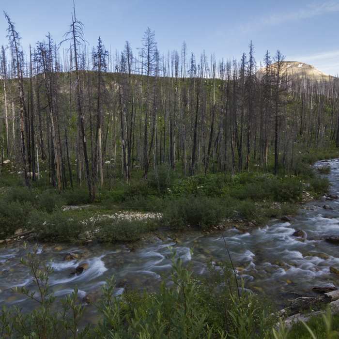 Near Divide Creek Trail