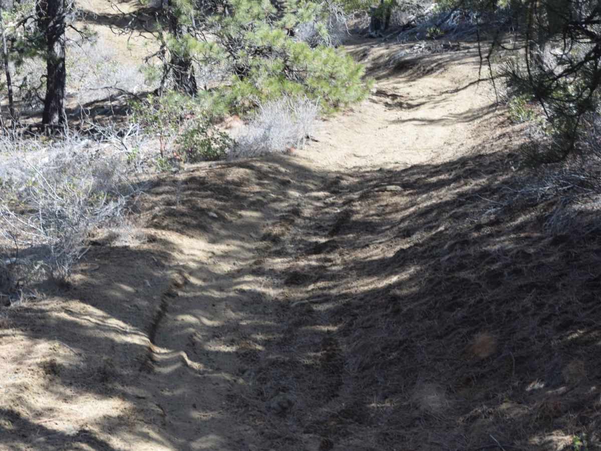 Lava Cast Forest Trail photo 2