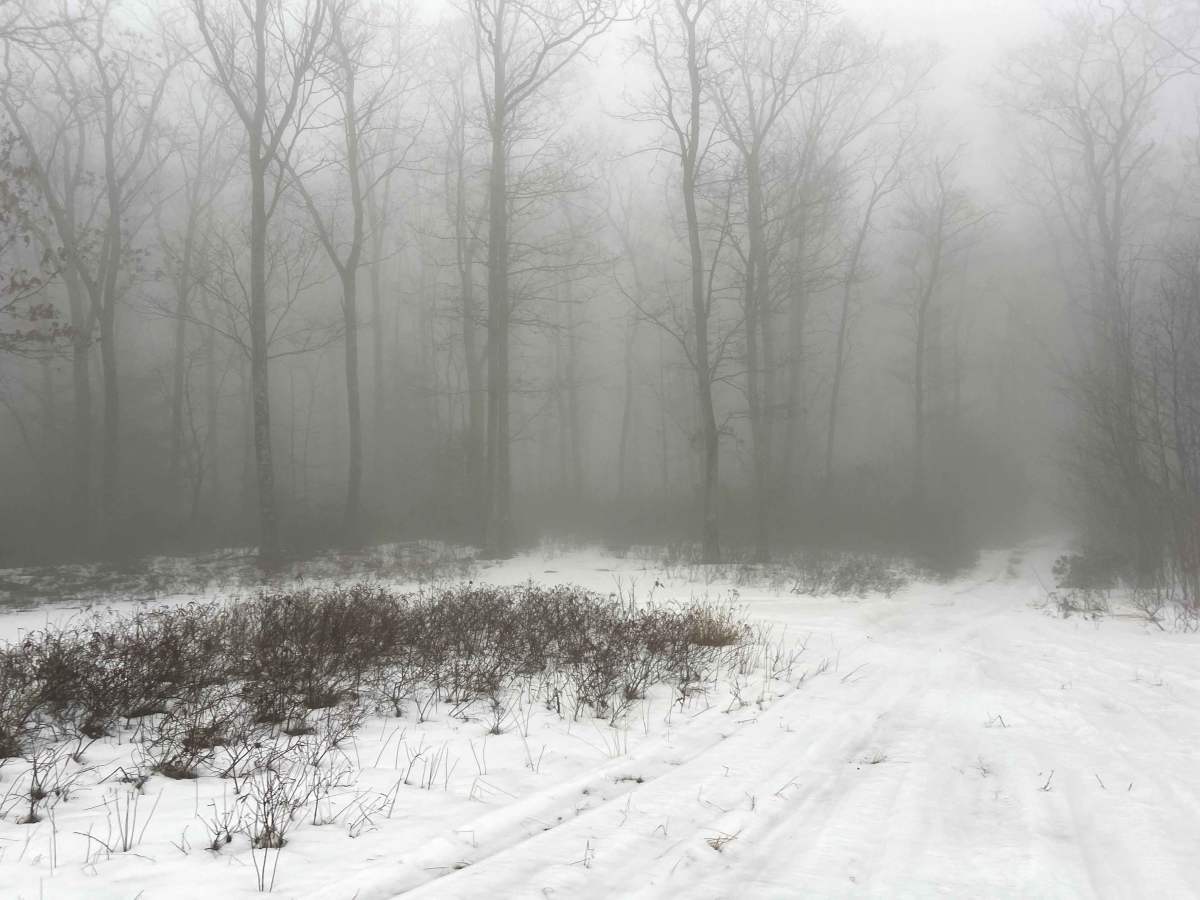 Kinney Hollow Trail photo 6