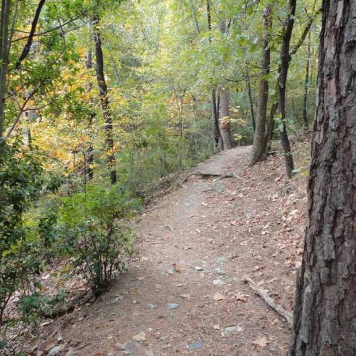 Section of the South Loop trail. Near Full Alsopp Loop