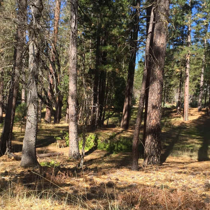 Near Alder Creek Trail