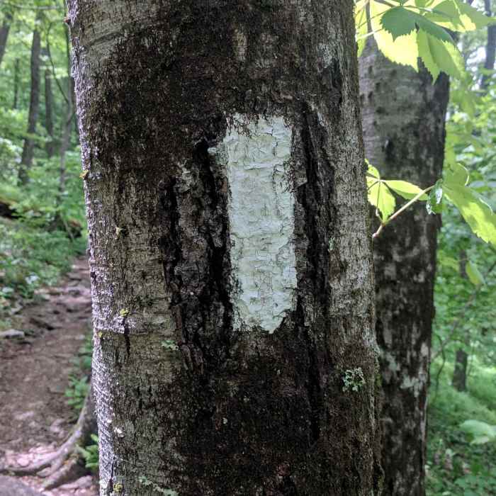 Near Brasstown Bald via Appalachian Trail