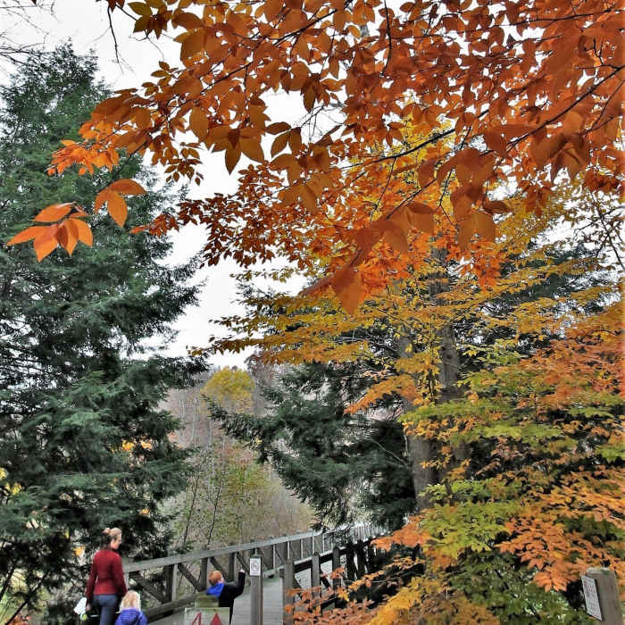 Hemlock Crossing - Trails in the fall" by Mike Lozon. Photo courtesy of Ottawa County Parks & Recreation. Near Hemlock Loop