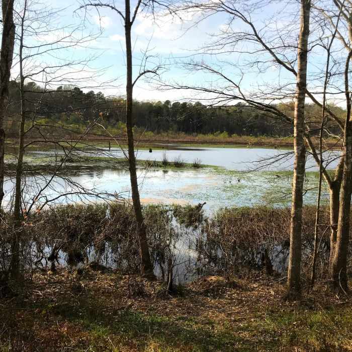 Near Little Creek Perimeter Trail