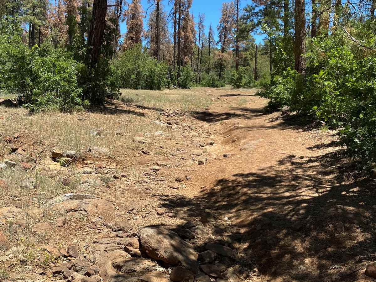 FS 9384A trail photo
