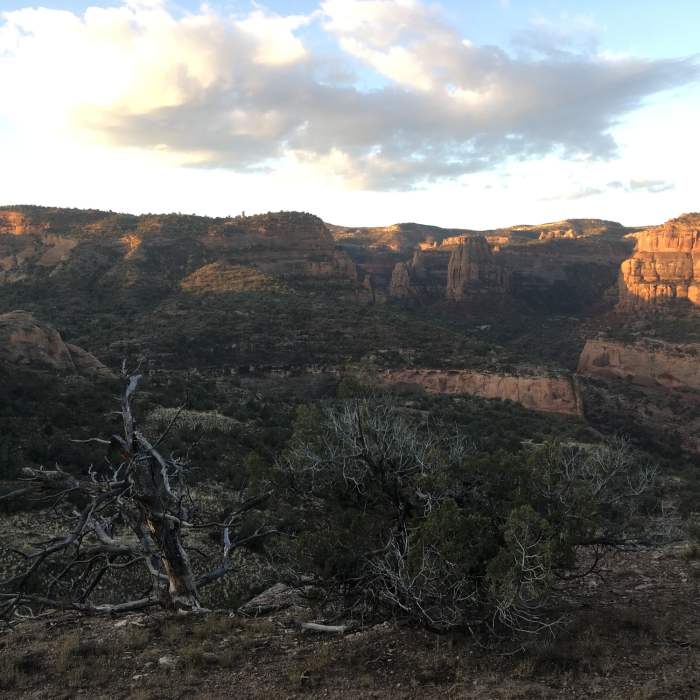 Near P1 - Pollock Bench Trail