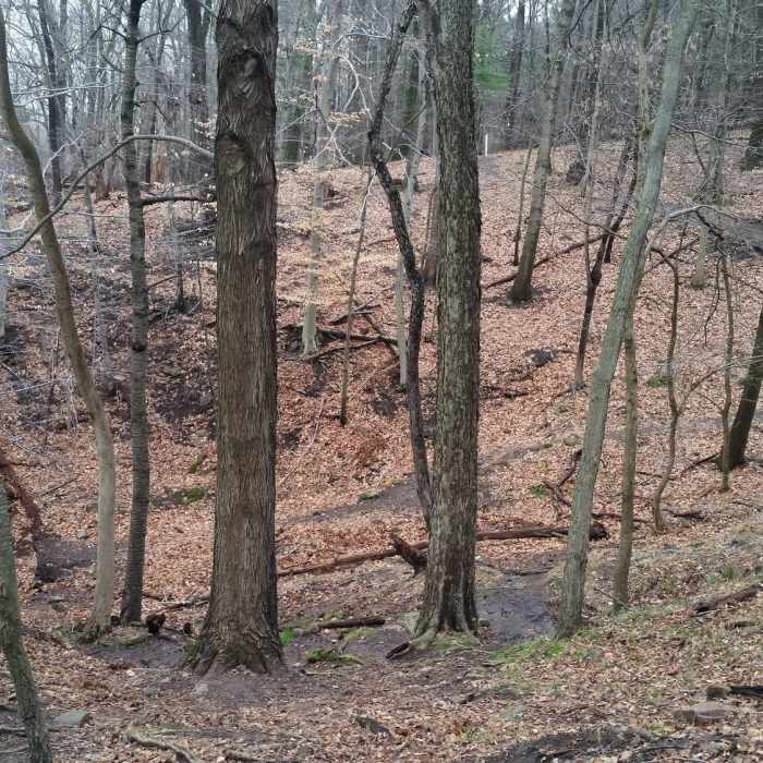 Near Chapel Trail