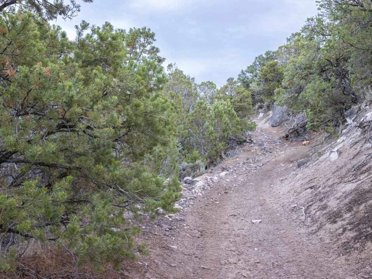 Teah Flat Trail trail photo