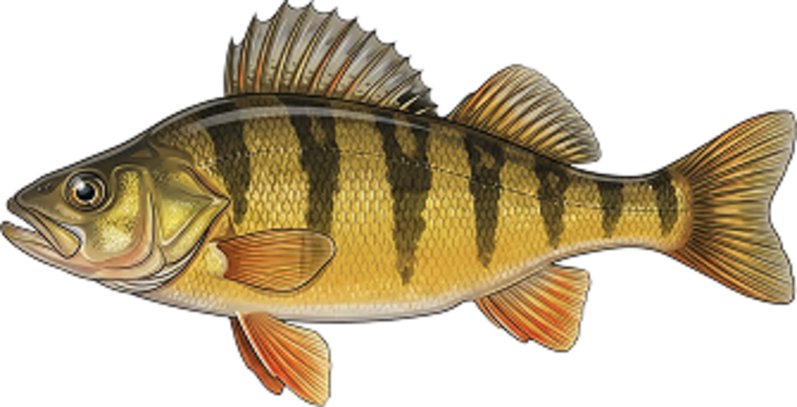 Perch
