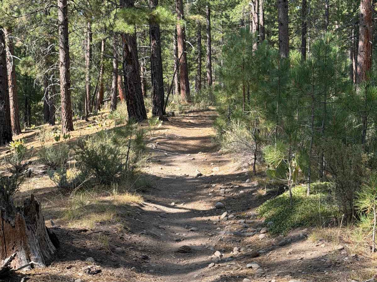 17E25 photo 6