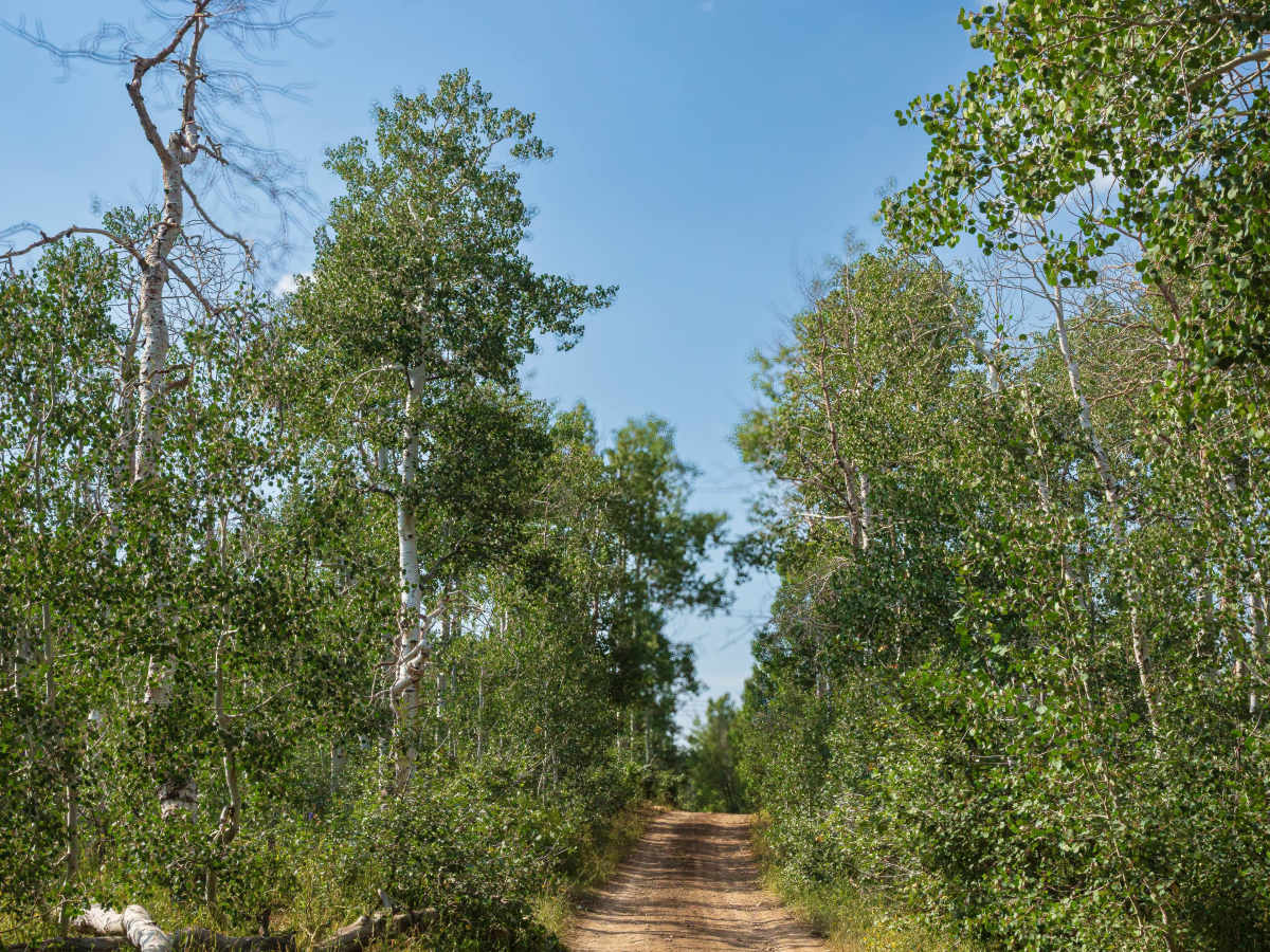 Bald Mountain - FS 70043 photo 5