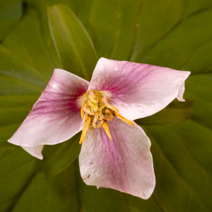 Near Bridle Trails State Park - Outer Loop