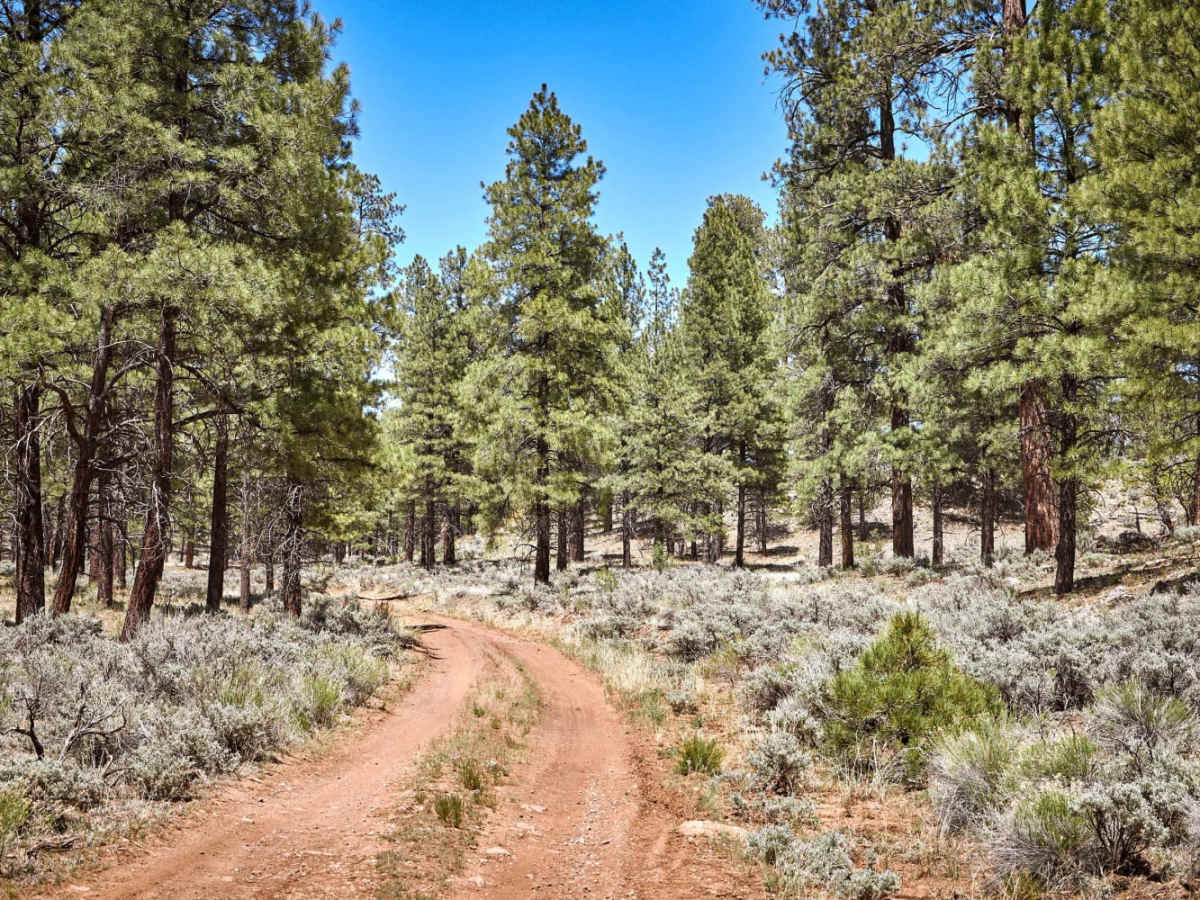 Old 2604 Road photo 5