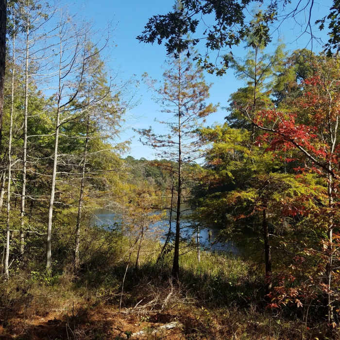 Near Wild Azalea Spur and Kincaid Loop