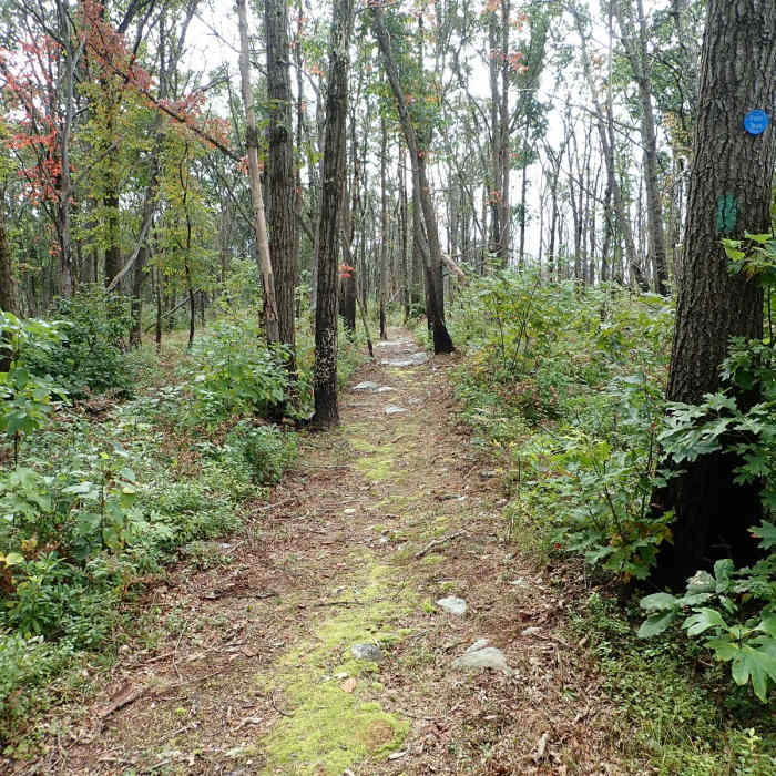 Near Shawangunk Ridge Trail: Roosa Gap Section