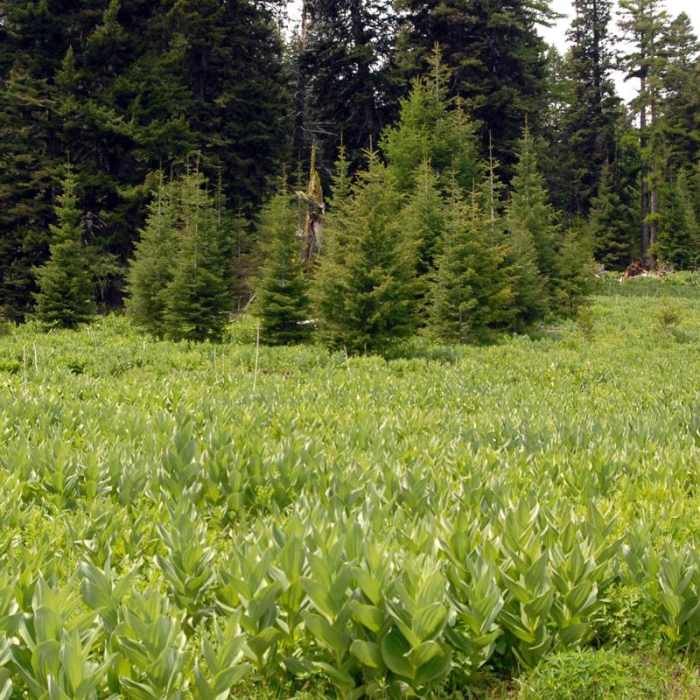 Near Independent Mine + Baneberry Trail