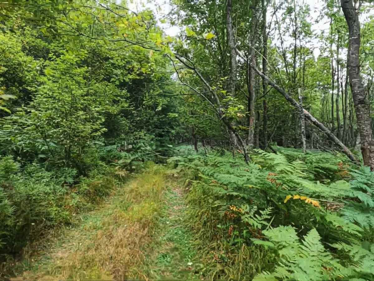 Narrow Wooded Grass Trail photo 4
