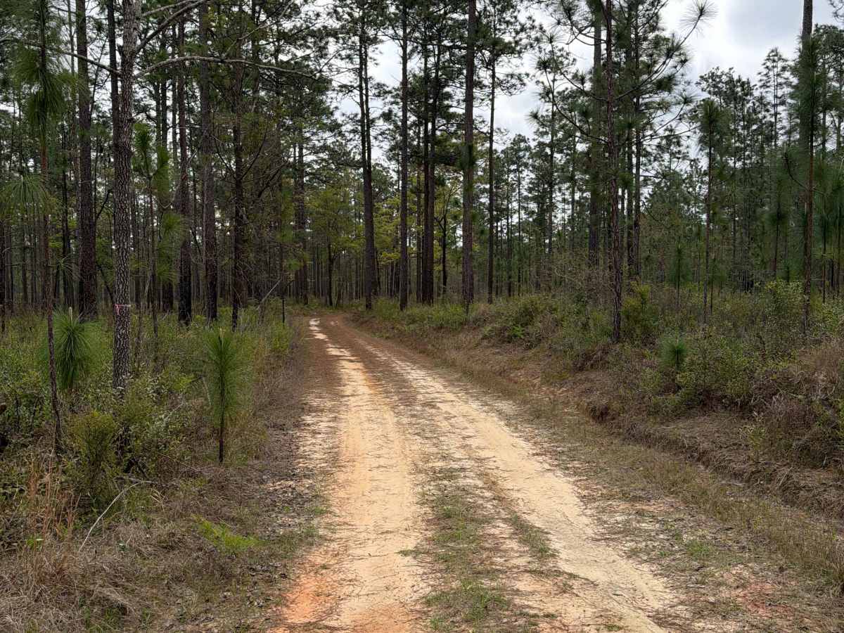 Jeff Capp Road - C133 photo 5