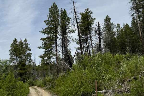 Goat Mountain Road - FS 8140-145