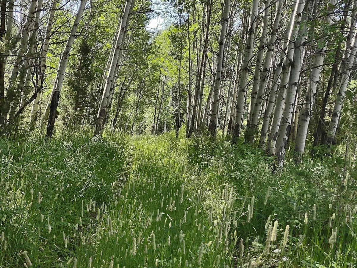 Wilderness Wanderings photo 5